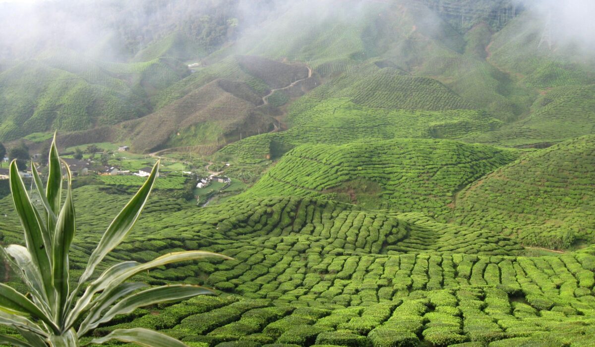 Campos de té en las Cameron Highlands de Malasia, paisaje verde y montañoso.