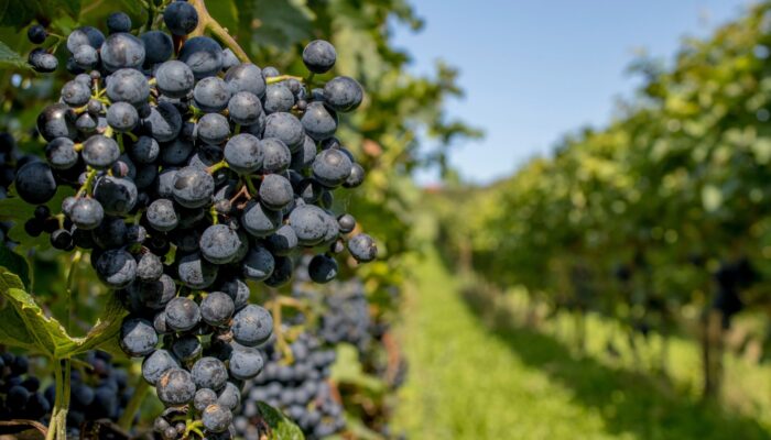 Ruta de las mejores bodegas que visitar en Burdeos