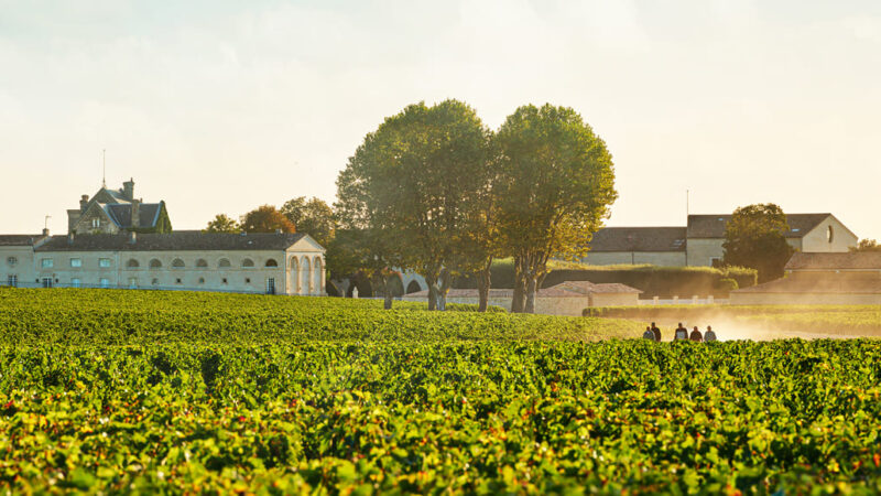 Château Mouton Rothschild rodeado de viñedos verdes.