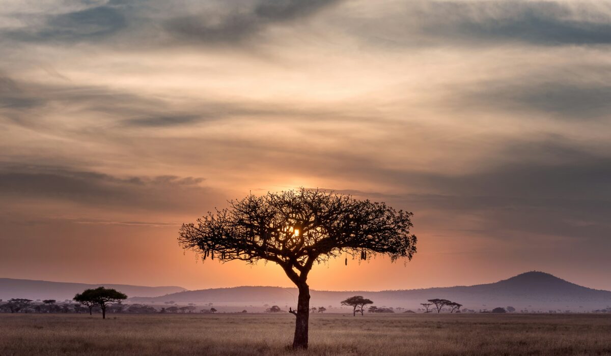 Imagen de un safari en Tanzania, con animales salvajes en su hábitat natural