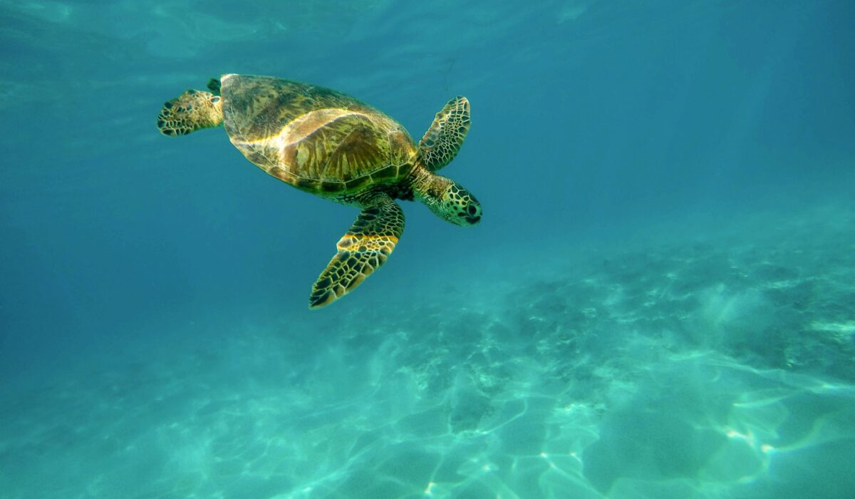 Tortuga nadando en las aguas cristalinas de Hawaii, rodeada de corales