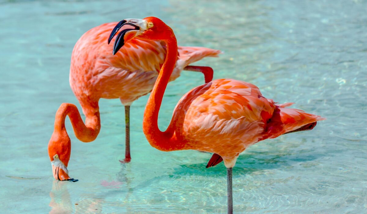 Flamingos rosados en las orillas de una playa increíble de Aruba