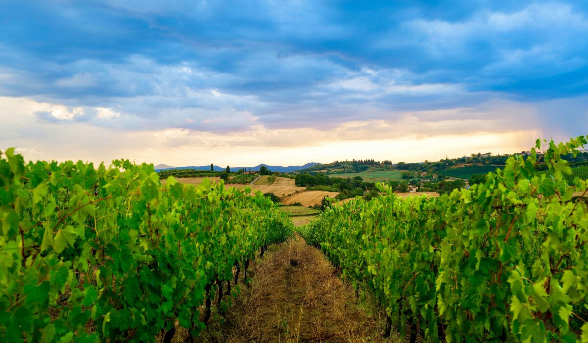 Campo de viñedos en la Toscana, Italia, con colinas verdes y cielo despejado