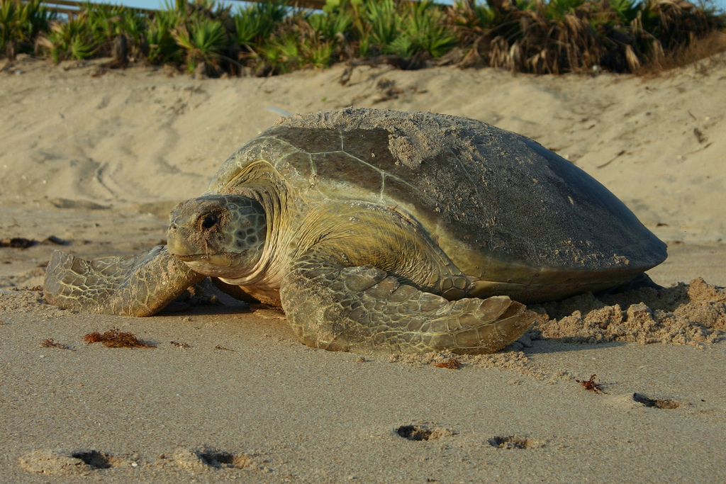 Tortuga en Turtle Beach, Florida, rodeada de arena y mar.