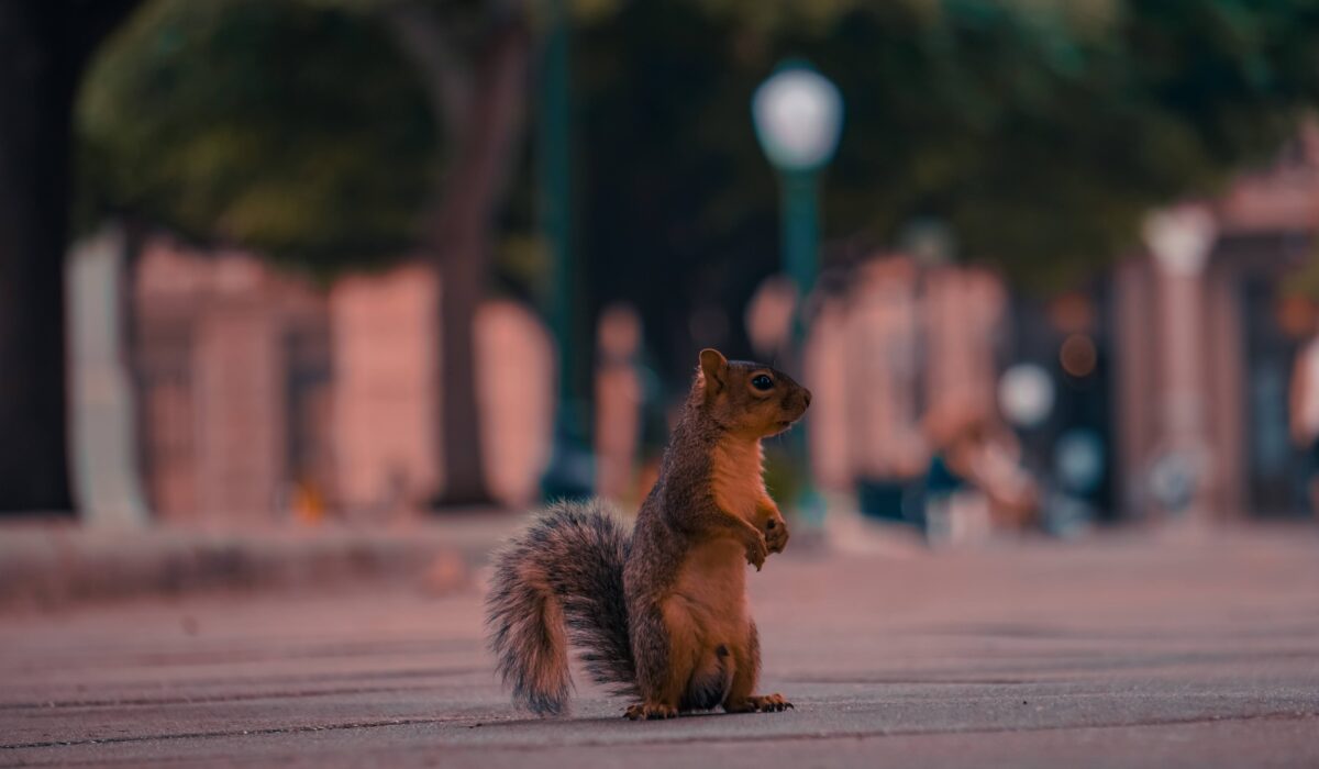 Ardilla en el parque del Capitolio de Austin.