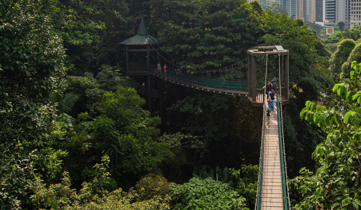 Pasarelas colgantes en KL Forest Eco Park, rodeadas de exuberante vegetación cerca del centro de Kuala Lumpur.