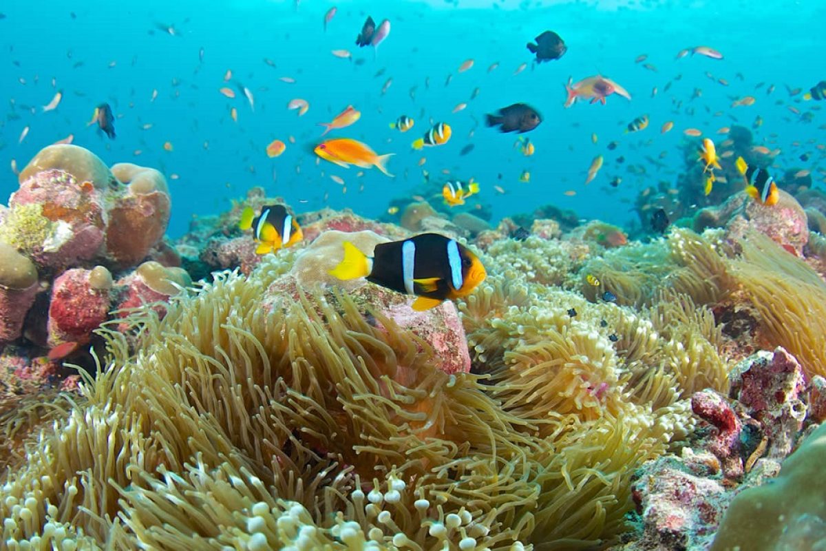 Snorkeling en la Isla de Redang, Malasia, con peces tropicales, algas y corales coloridos bajo el agua.